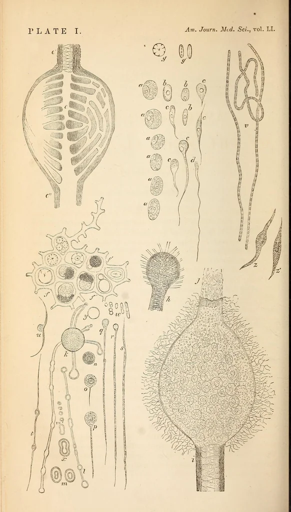 An illustration from The American journal of the medical sciences, 1827, leaf 306