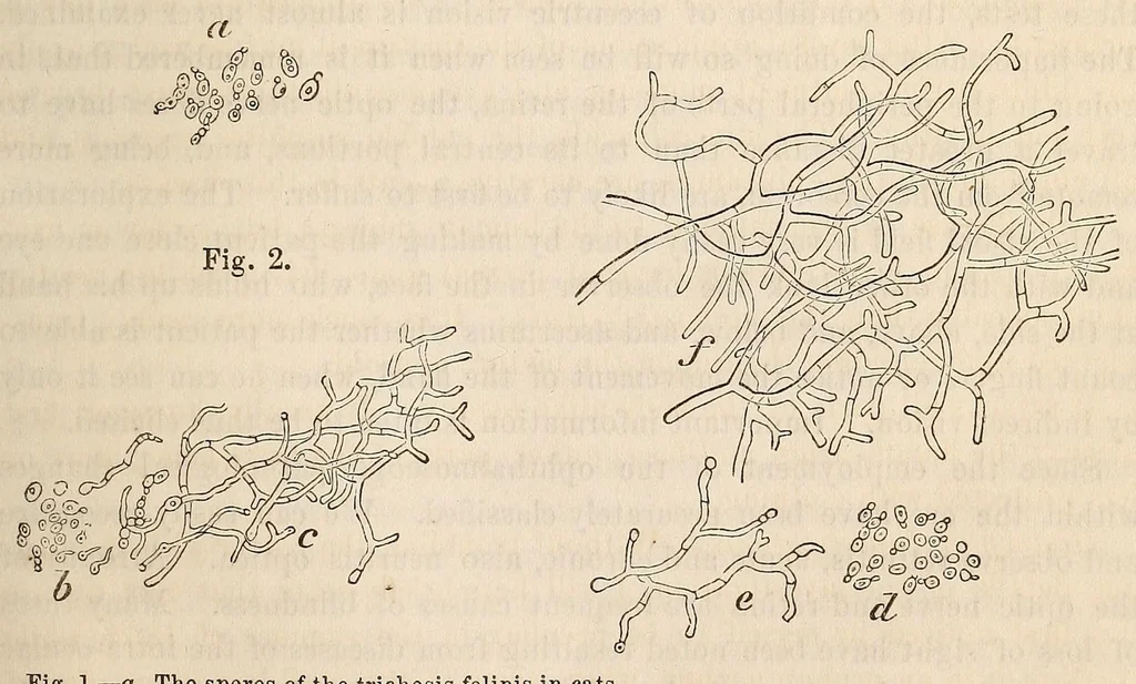 An illustration from The American journal of the medical sciences, 1827, leaf 381