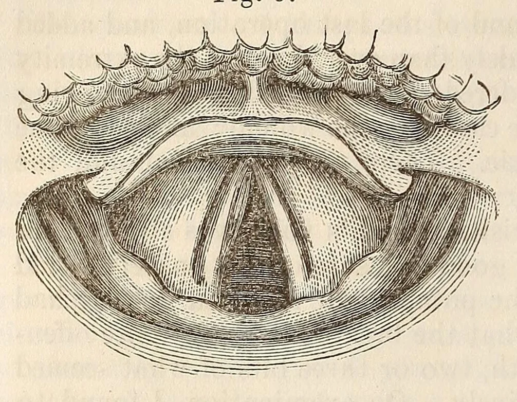 An illustration from The American journal of the medical sciences, 1827, leaf 130