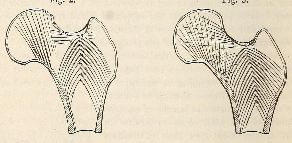 An illustration from The American journal of the medical sciences, 1827, leaf 382