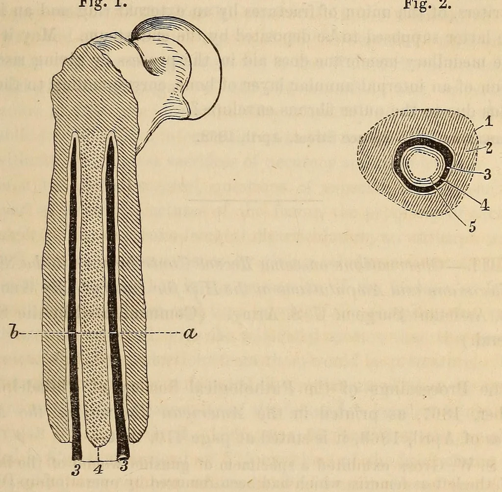 An illustration from The American journal of the medical sciences, 1827, leaf 131