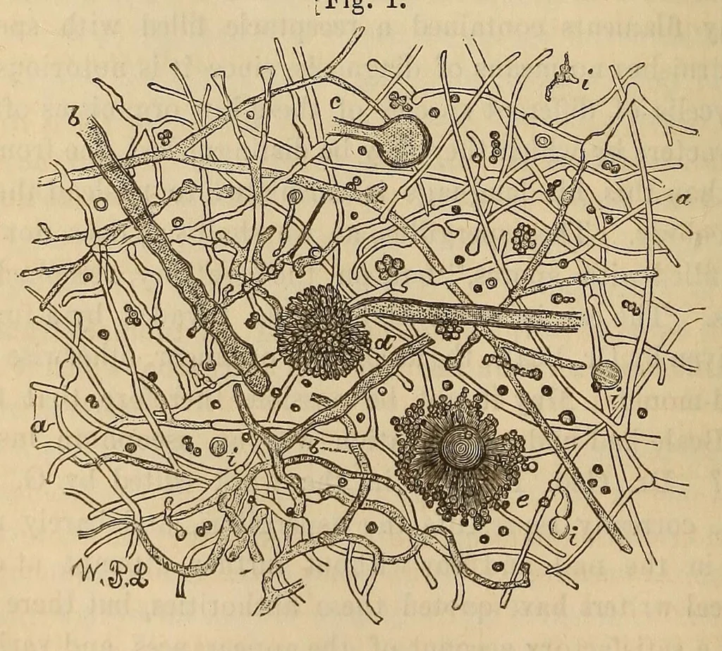 An illustration from The American journal of the medical sciences, 1827, leaf 114