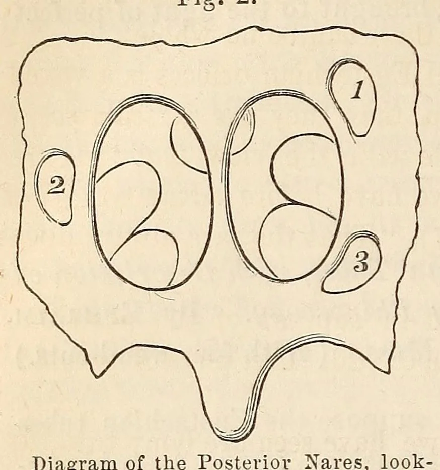 An illustration from The American journal of the medical sciences, 1827, leaf 360
