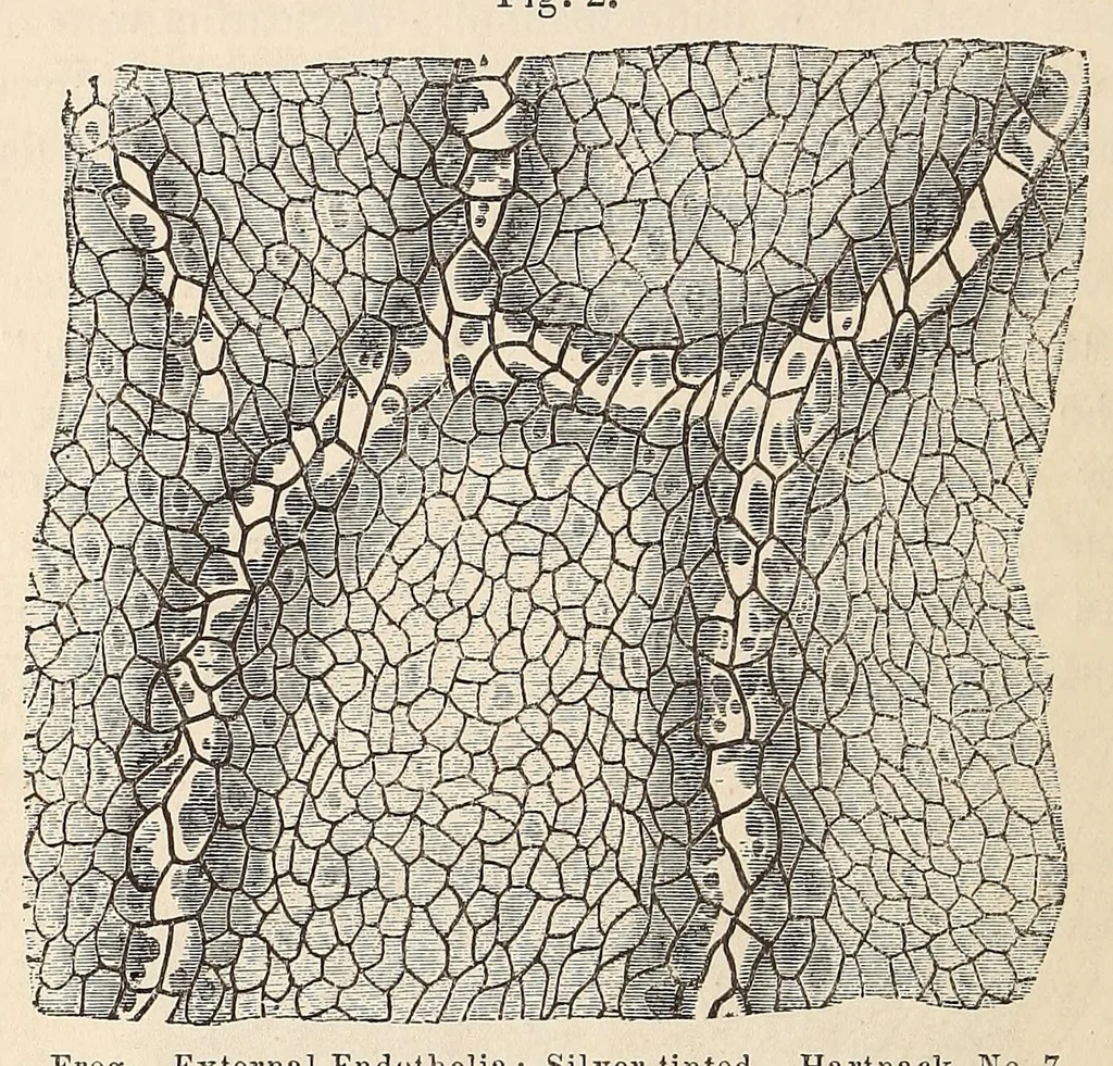 An illustration from The American journal of the medical sciences, 1827, leaf 316