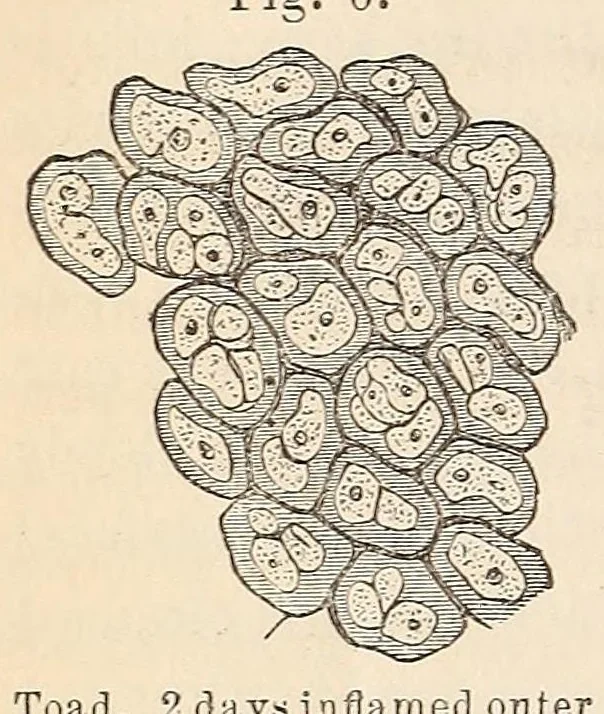 An illustration from The American journal of the medical sciences, 1827, leaf 320