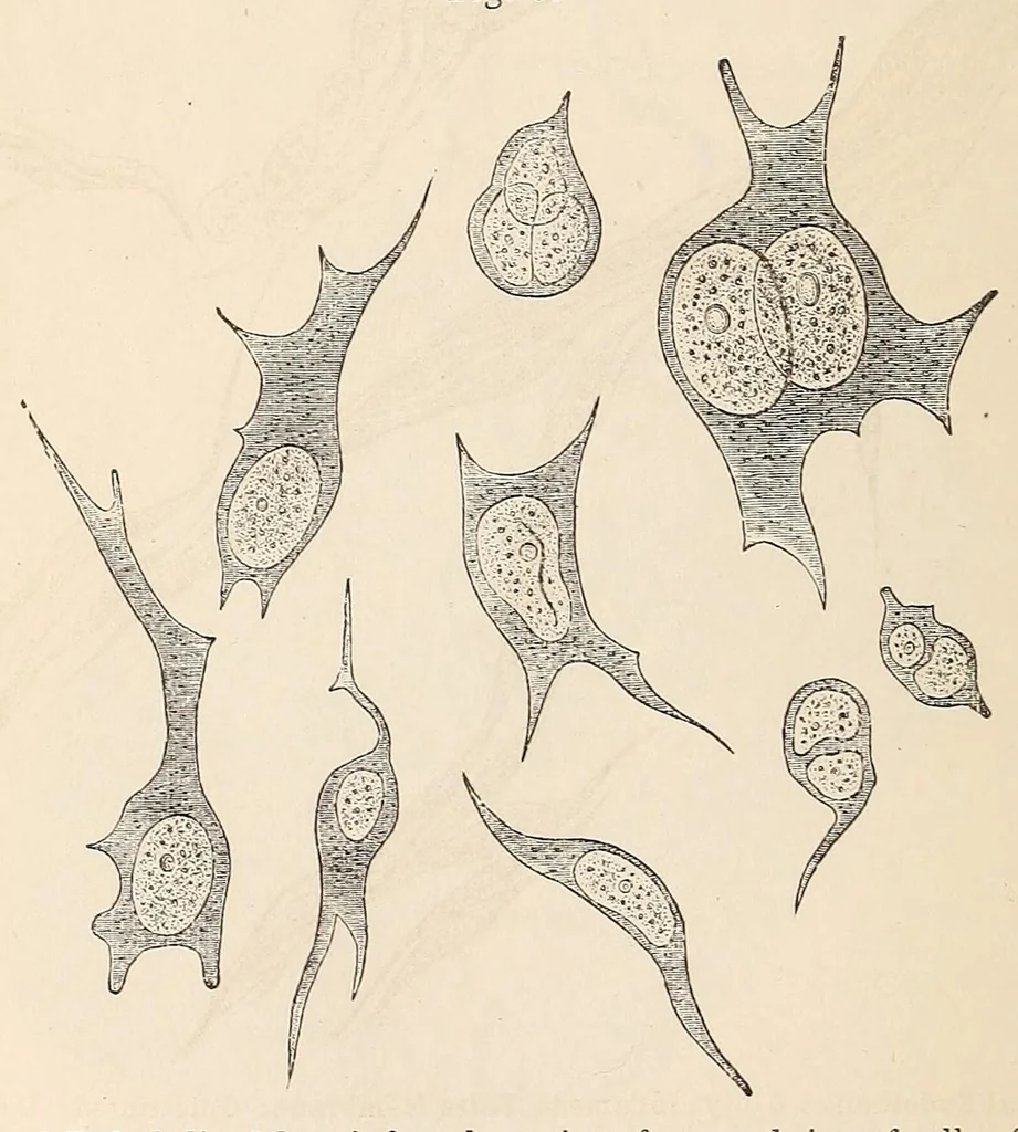 An illustration from The American journal of the medical sciences, 1827, leaf 322