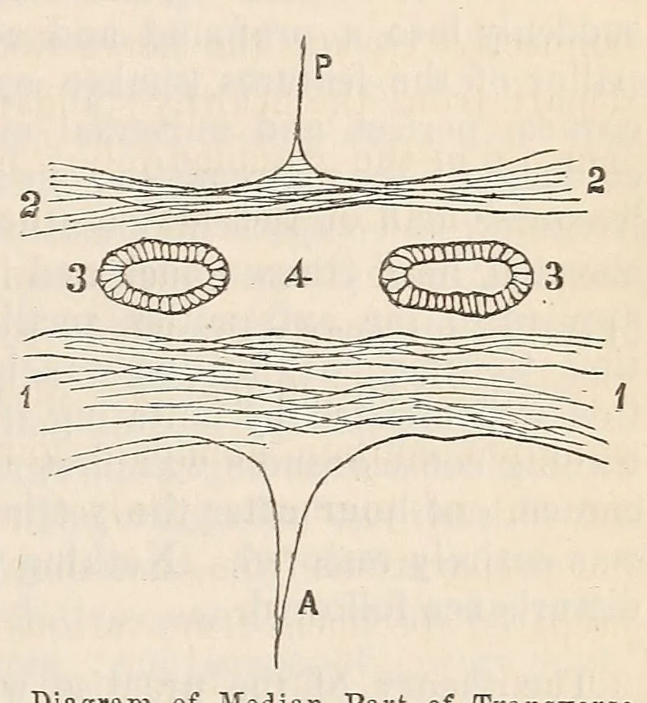 An illustration from The American journal of the medical sciences, 1827, leaf 429