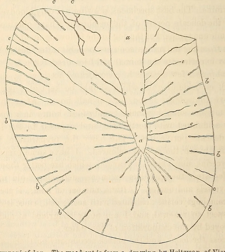 An illustration from The American journal of the medical sciences, 1827, leaf 128