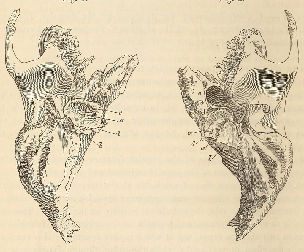 An illustration from The American journal of the medical sciences, 1827, leaf 412