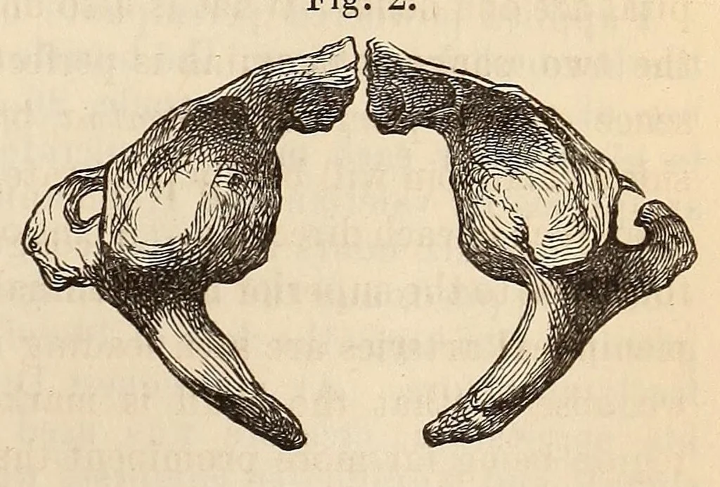 An illustration from The American journal of the medical sciences, 1827, leaf 413