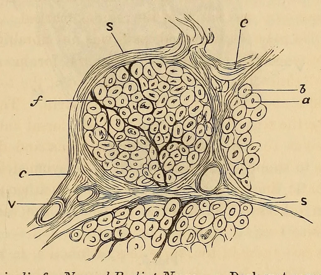 An illustration from The American journal of the medical sciences, 1827, leaf 29