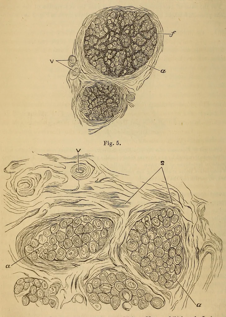 An illustration from The American journal of the medical sciences, 1827, leaf 30