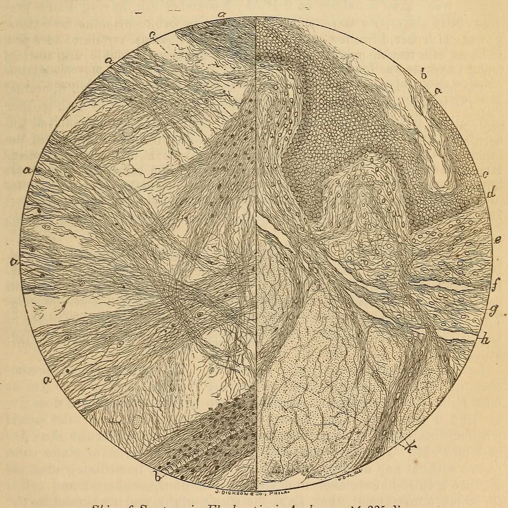 An illustration from The American journal of the medical sciences, 1827, leaf 279