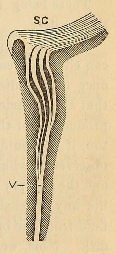 An illustration from The American journal of the medical sciences, 1827, leaf 365