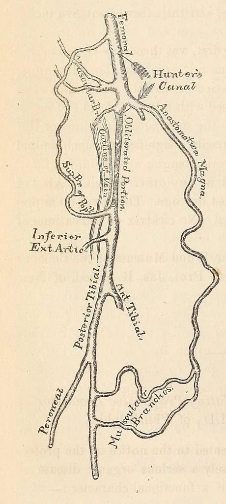 An illustration from The American journal of the medical sciences, 1827, leaf 122