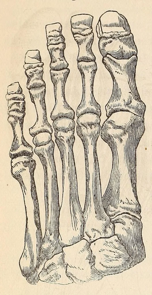 An illustration from The American journal of the medical sciences, 1827, leaf 48