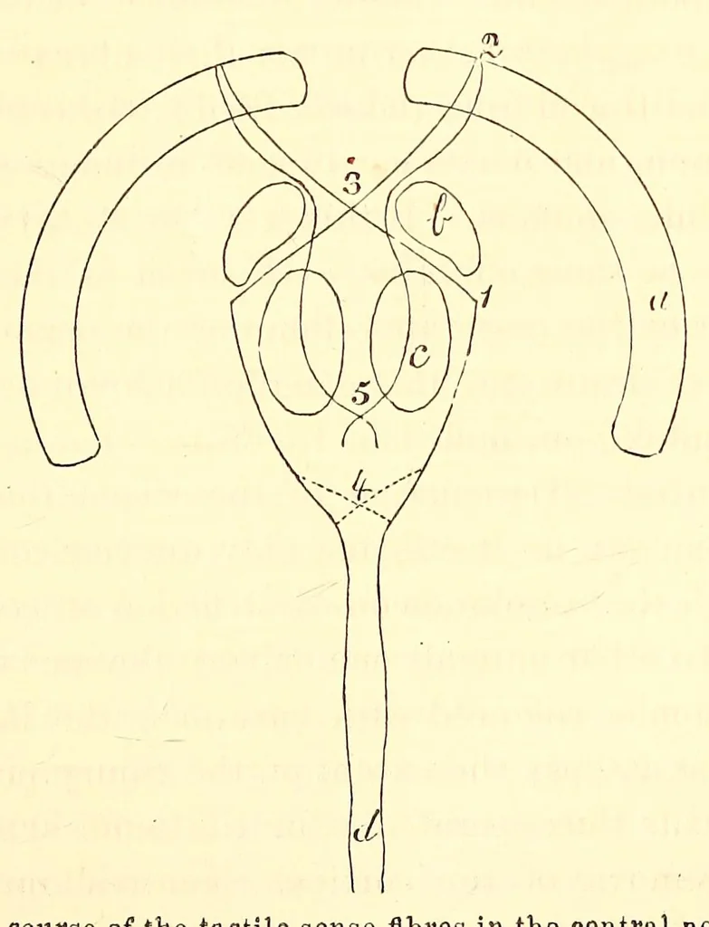 An illustration from The American journal of the medical sciences, 1827, leaf 387