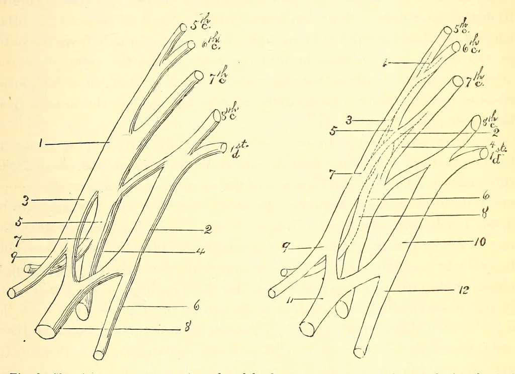 An illustration from The American journal of the medical sciences, 1827, leaf 401