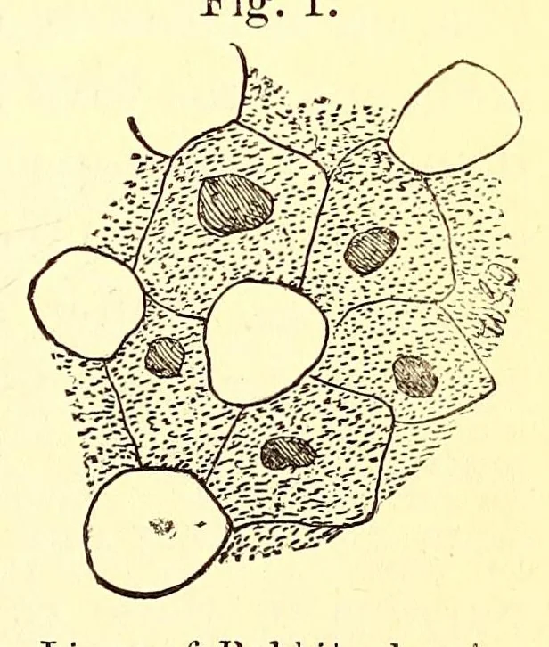An illustration from The American journal of the medical sciences, 1827, leaf 131