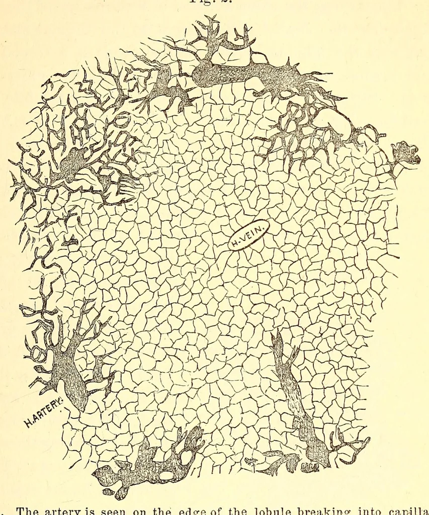 An illustration from The American journal of the medical sciences, 1827, leaf 133