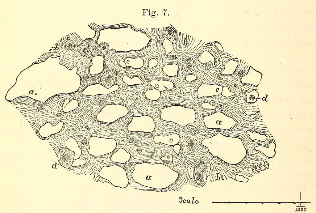 An illustration from The American journal of the medical sciences, 1827, leaf 136