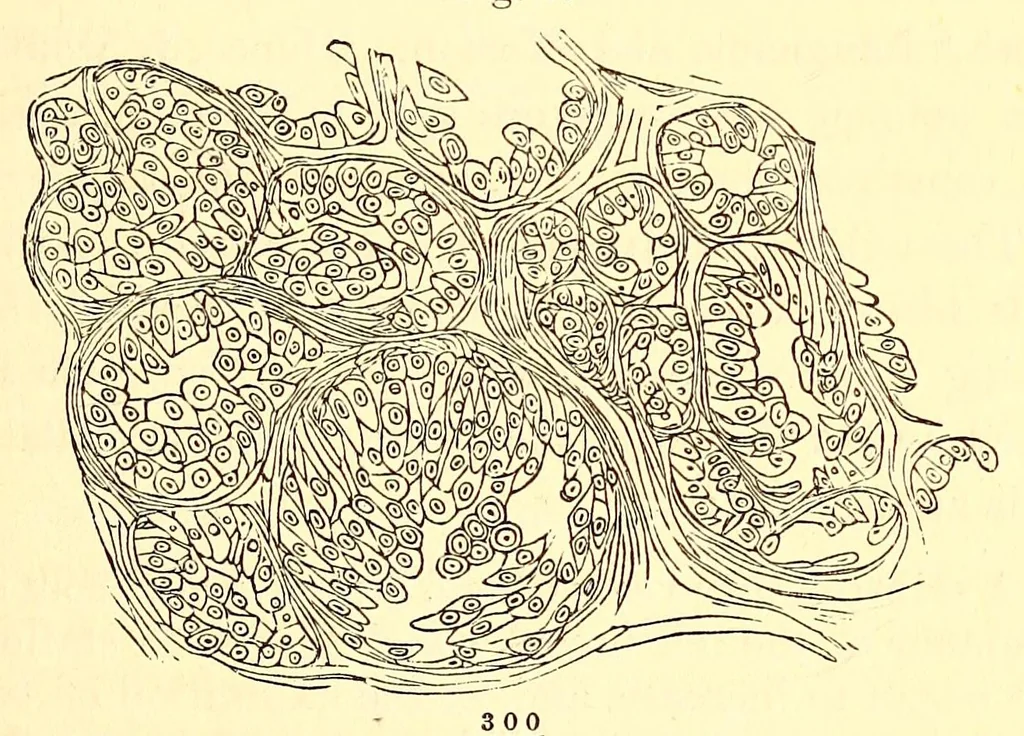 An illustration from The American journal of the medical sciences, 1827, leaf 463