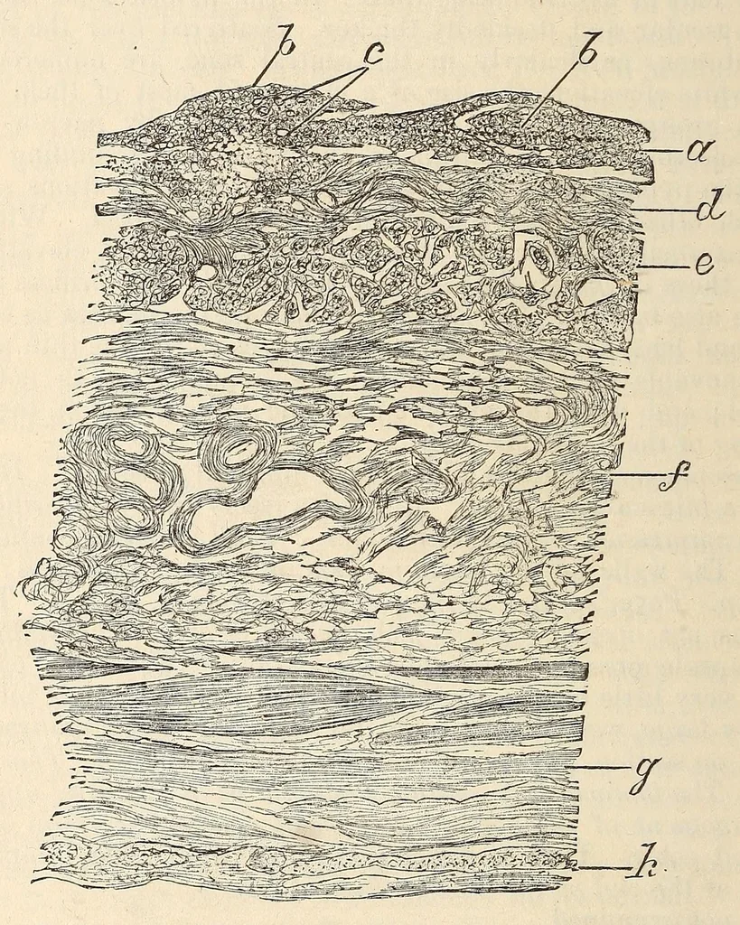 An illustration from The American journal of the medical sciences, 1827, leaf 510