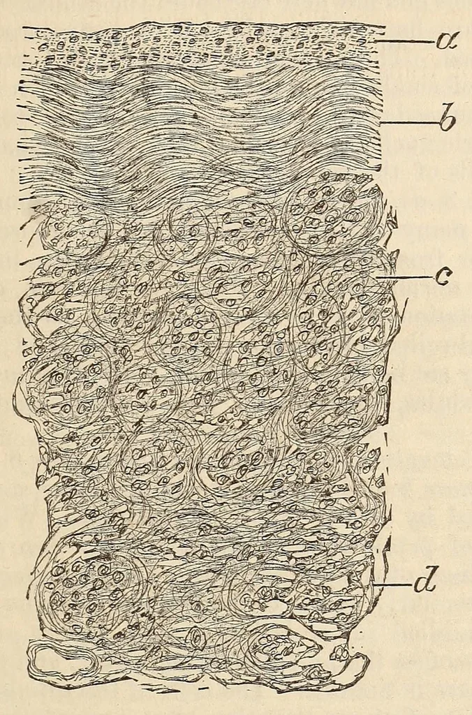 An illustration from The American journal of the medical sciences, 1827, leaf 511