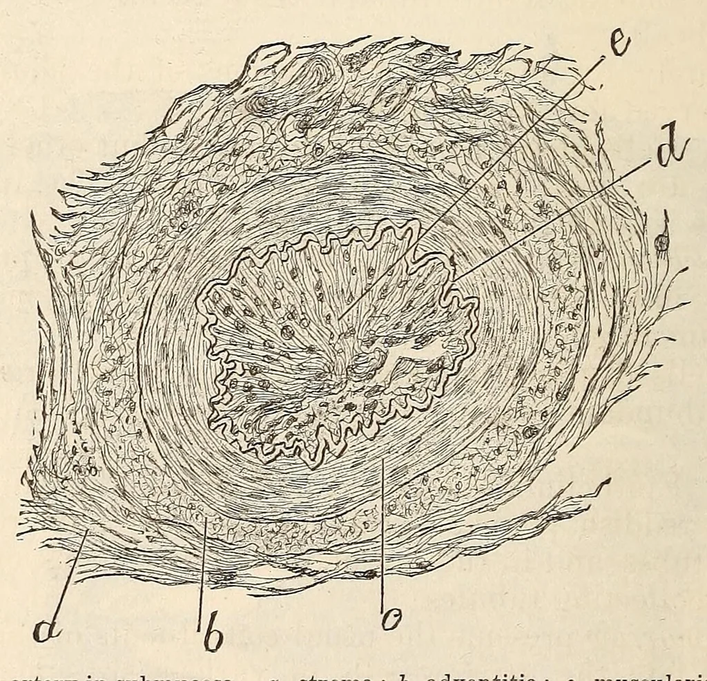 An illustration from The American journal of the medical sciences, 1827, leaf 512