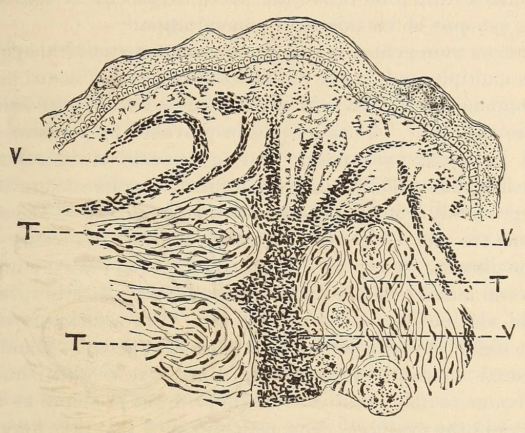 An illustration from The American journal of the medical sciences, 1827, leaf 521