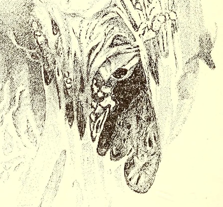 An illustration from The American journal of the medical sciences, 1827, leaf 28