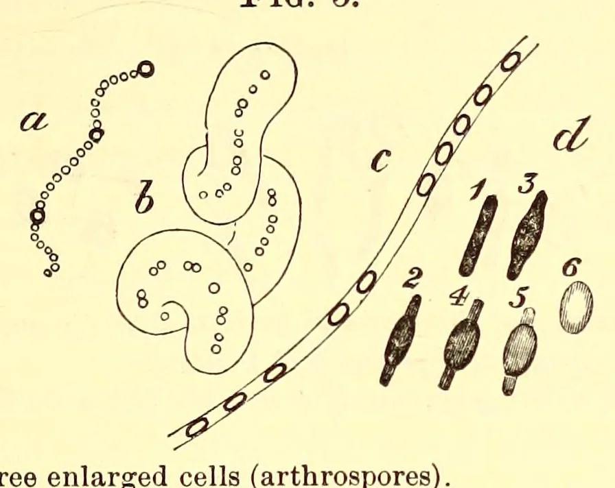 An illustration from The American journal of the medical sciences, 1827, leaf 83