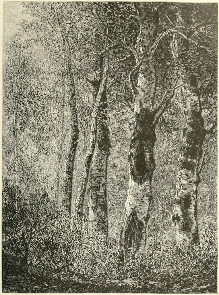 An illustration from American painters: with eighty-three examples of their work engraved on wood, 1879, leaf 198