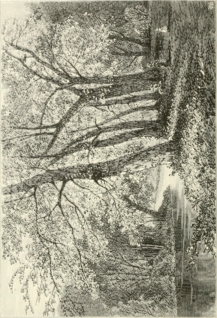 An illustration from American painters: with eighty-three examples of their work engraved on wood, 1879, leaf 255