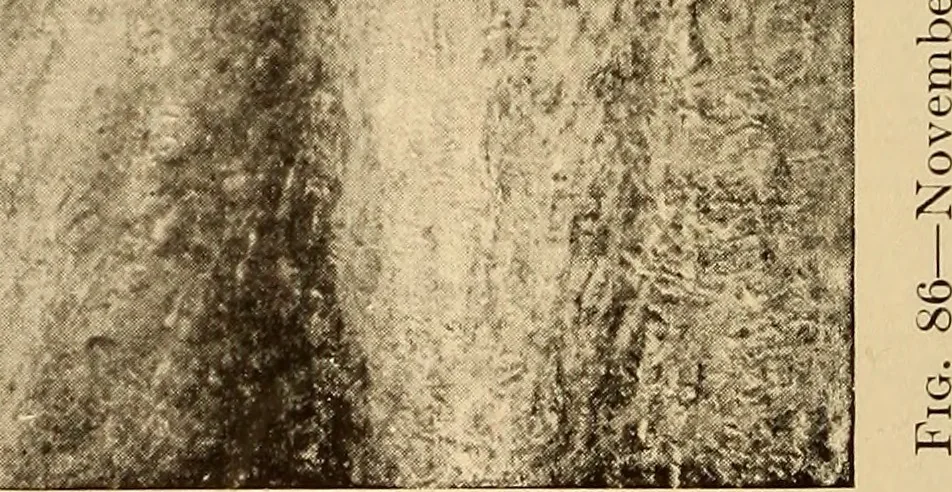 An illustration from American pictures and their painters, 1917, leaf 201