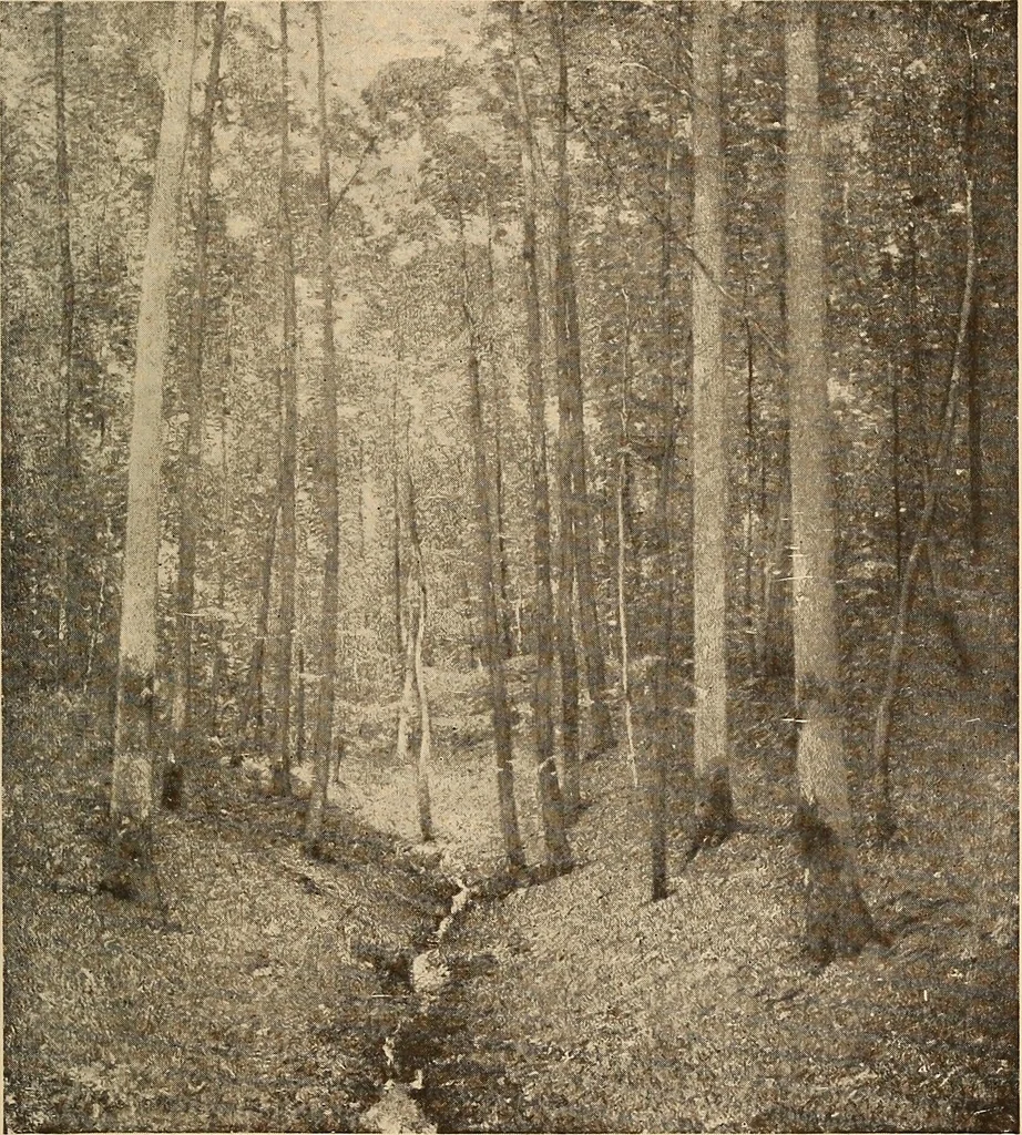 An illustration from American pictures and their painters, 1917, leaf 218