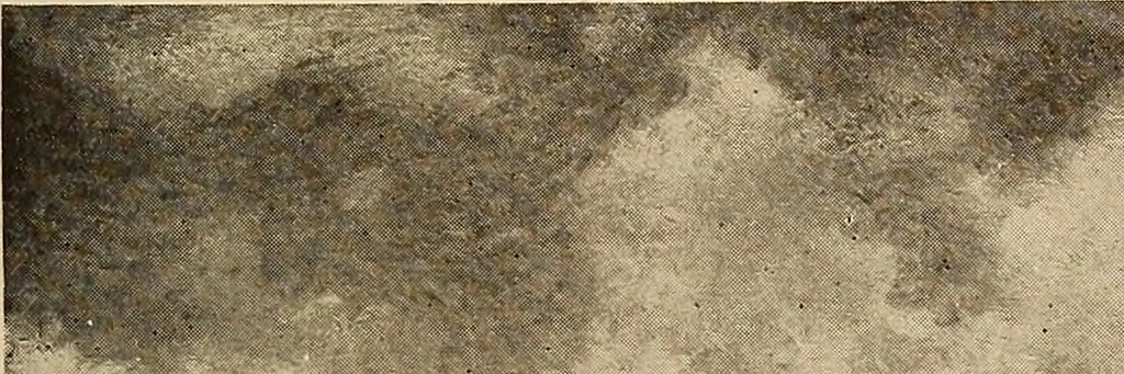 An illustration from American pictures and their painters, 1917, leaf 232