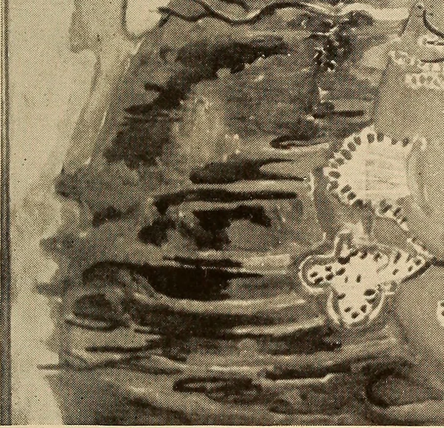An illustration from American pictures and their painters, 1917, leaf 494