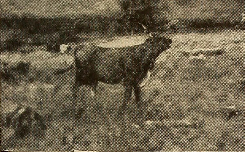 An illustration from American pictures and their painters, 1917, leaf 74