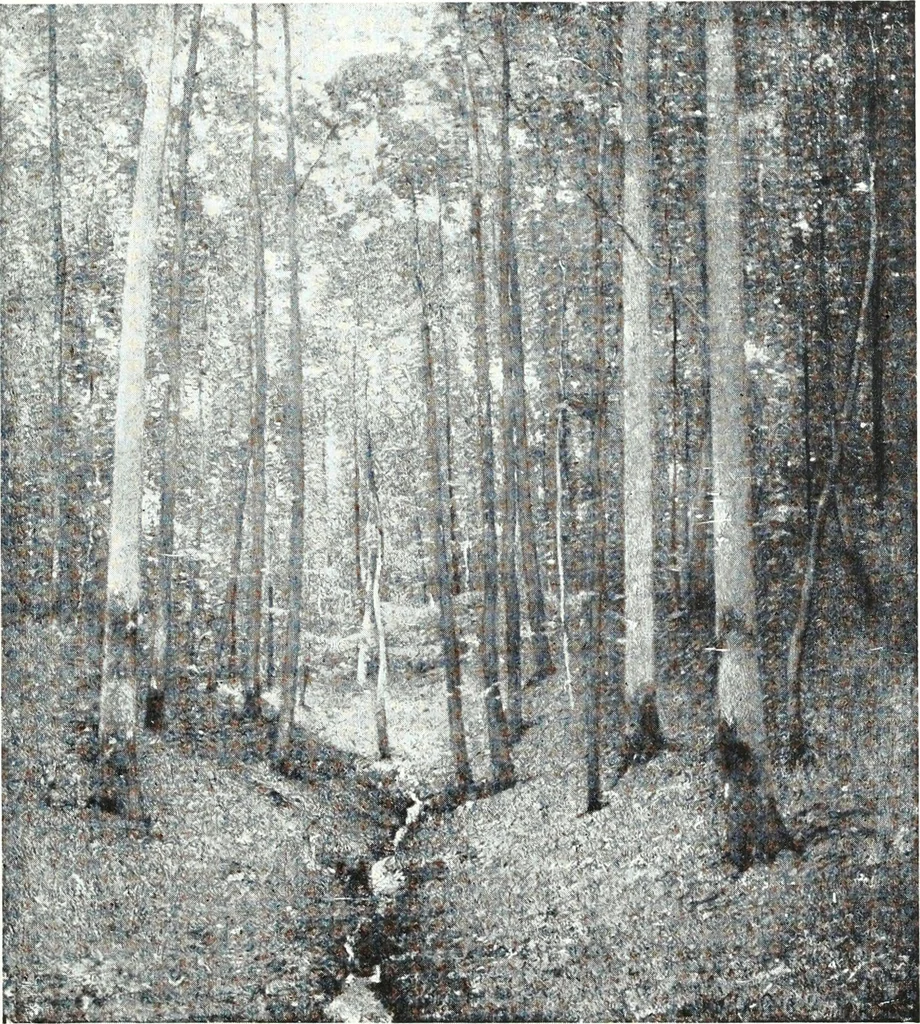 An illustration from American pictures and their painters, 1921, leaf 218