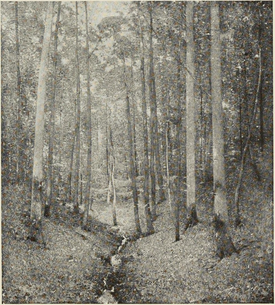 An illustration from American pictures and their painters, 1917, leaf 218