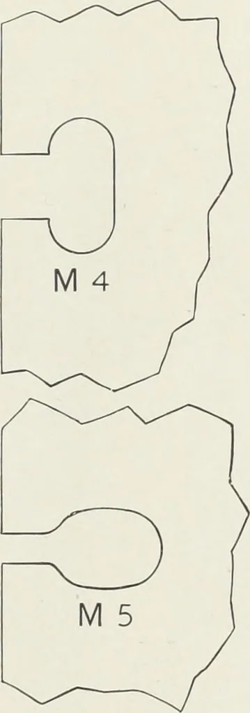 An illustration from American specimen book of type styles : complete catalogue of printing machinery and printing supplies, 1912, 1912, leaf 1201