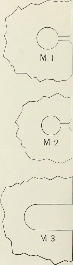 An illustration from American specimen book of type styles : complete catalogue of printing machinery and printing supplies, 1912, 1912, leaf 1201