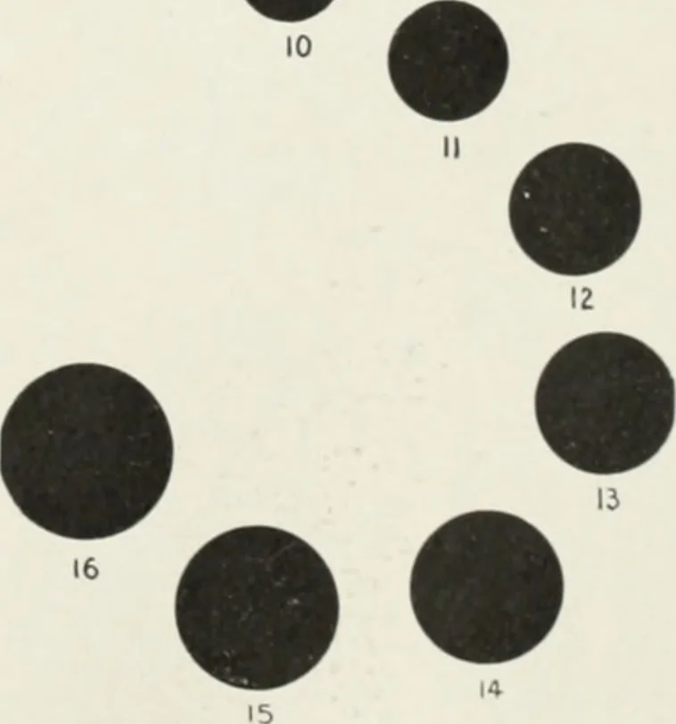 An illustration from American specimen book of type styles : complete catalogue of printing machinery and printing supplies, 1912, 1912, leaf 1202