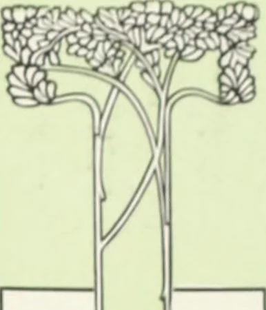 An illustration from American specimen book of type styles : complete catalogue of printing machinery and printing supplies, 1912, 1912, leaf 494