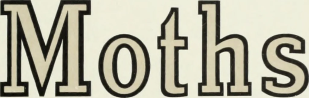 An illustration from American specimen book of type styles : complete catalogue of printing machinery and printing supplies, 1912, 1912, leaf 578