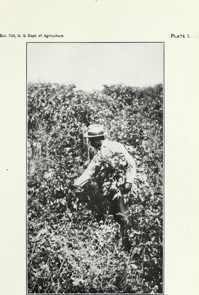 An illustration from American sumac : a valuable tanning material and dyestuff, 1918, leaf 12