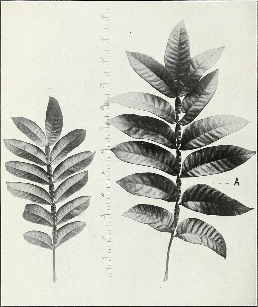 An illustration from American sumac : a valuable tanning material and dyestuff, 1918, leaf 13
