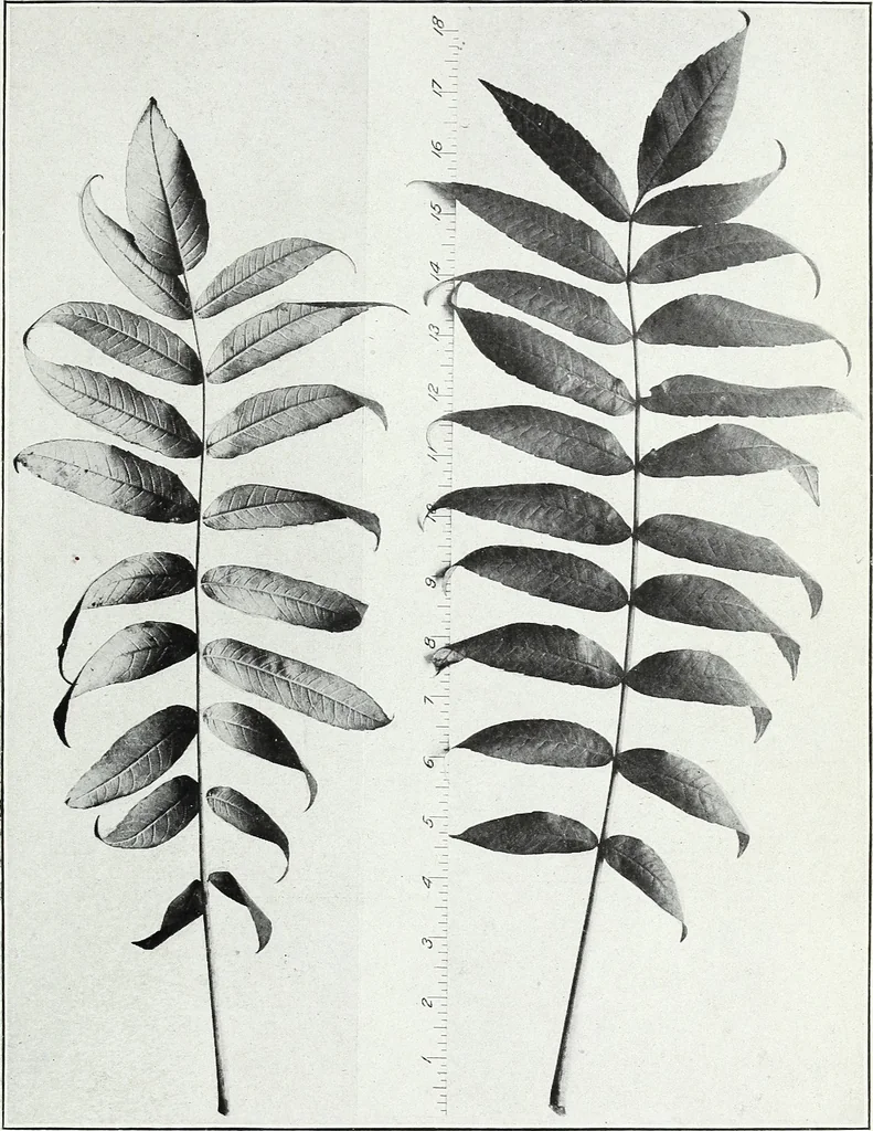 An illustration from American sumac : a valuable tanning material and dyestuff, 1918, leaf 14