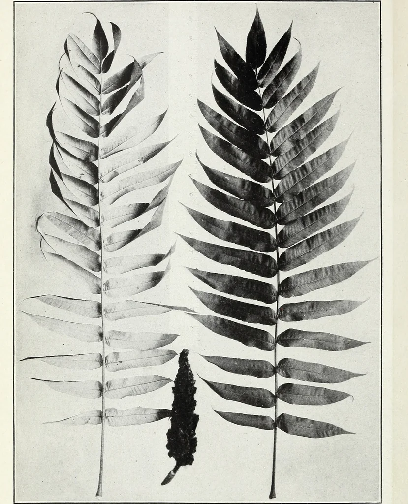 An illustration from American sumac : a valuable tanning material and dyestuff, 1918, leaf 15